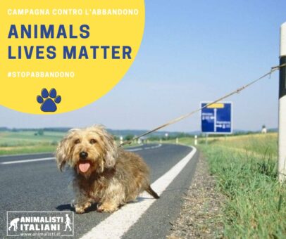 Animal Lives Matter: concerto di Alessandra Celletti contro l’abbandono per Animalisti Italiani